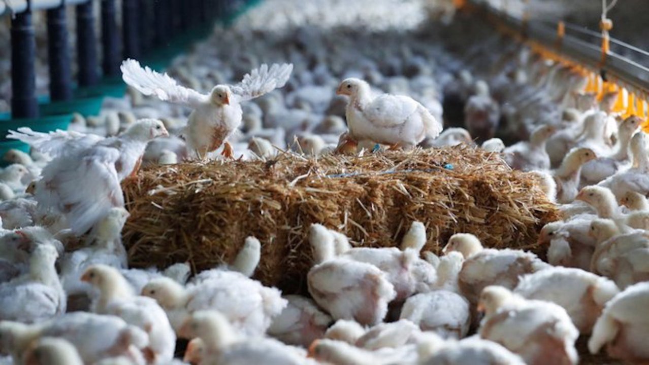 Preguntas frecuentes sobre la gripe aviar